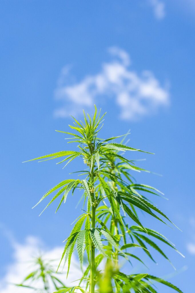 g062f600066e7ca07adaf20f3e94d9f654afef1c6999aa66a0c17e56e7d56324897d808203a82192998303b567ff1dfdef4b2d1ade9f8402edc1a43af2c3a43fd_1280-7064823 hemp, weed, flora, nature, cultivation