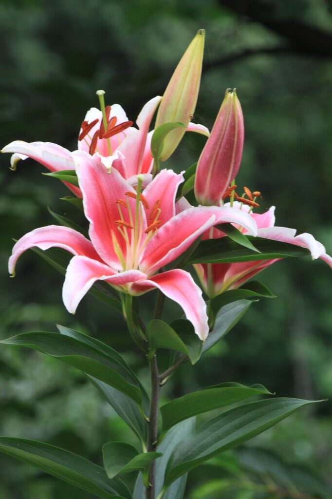 lily, pink lilies, lily flower, wild lily, summer, nature, wildflower, lily, lily, lily, lily, lily, wild lily, summer, nature