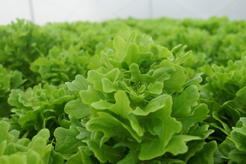 vegetable cultivation, lettuce looseleaf, farming, modern farming, industrial farming, green vegetables, green farm, green industry, farming, farming, modern farming, modern farming, modern farming, modern farming, modern farming
