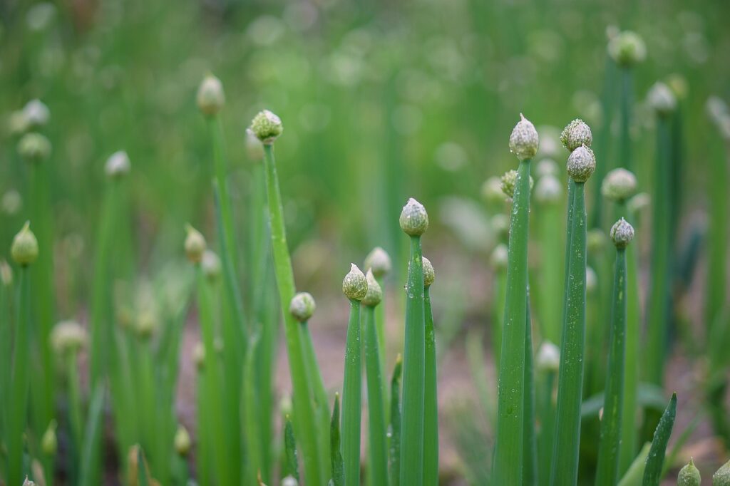 nature, chives, leaves, plant, spring, field, rural, macro, botany, growth, chives, chives, chives, chives, chives nature, chives, leaves, plant, spring, field, rural, macro, botany, growth, chives, chives, chives, chives, chives