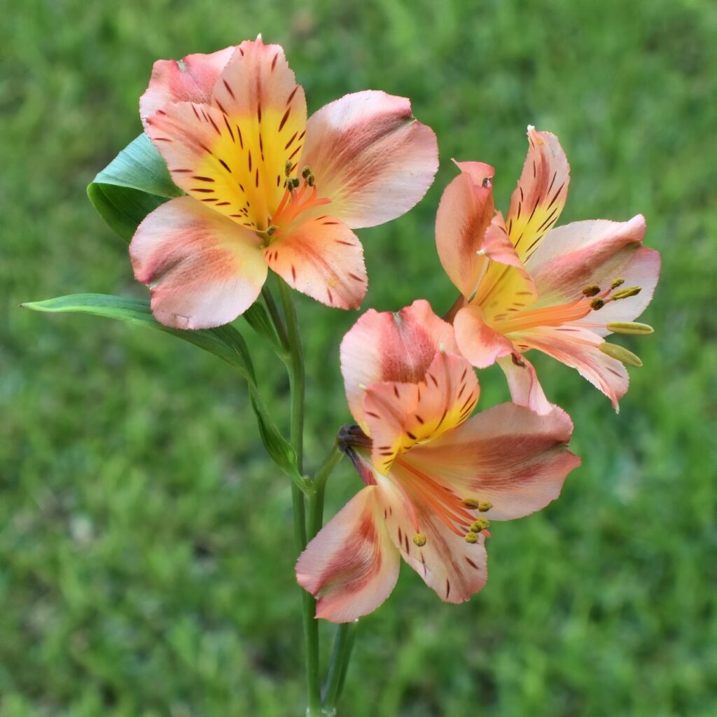 inca lily, flowers, plant, alstroemeria psittacina, beautiful flowers, petals, bloom, flower background, flower wallpaper, flora, nature, closeup, macro