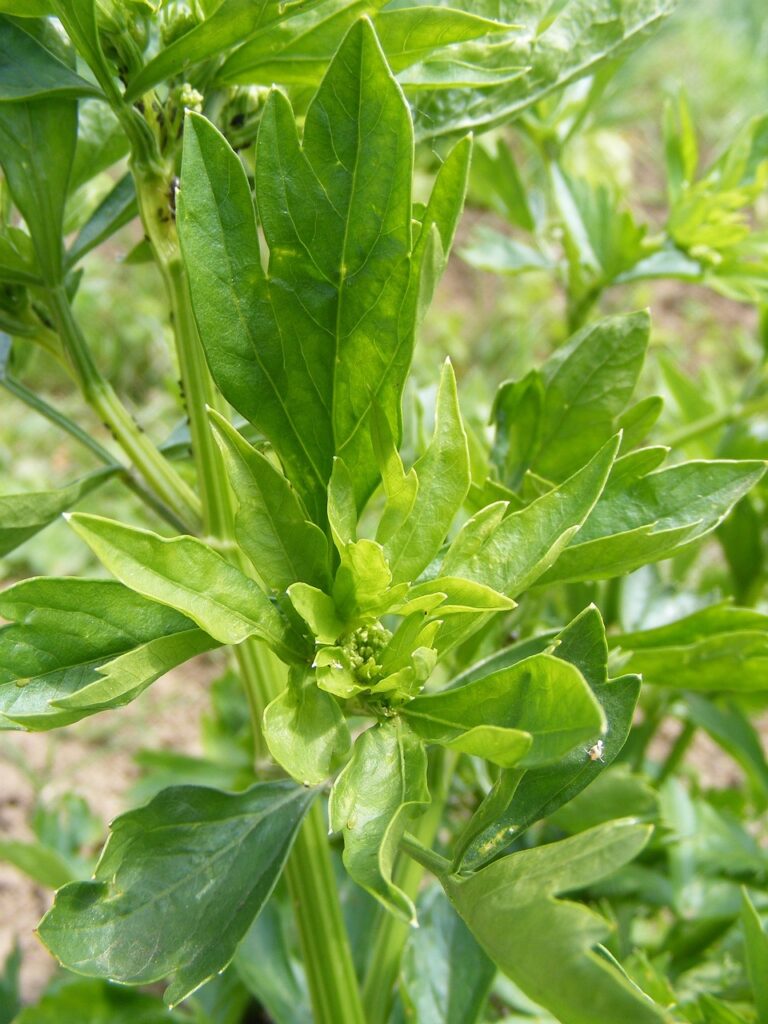 flavor, green, levisticum, lovage, officinale, food, drink, plants, lovage, lovage, lovage, lovage, lovage