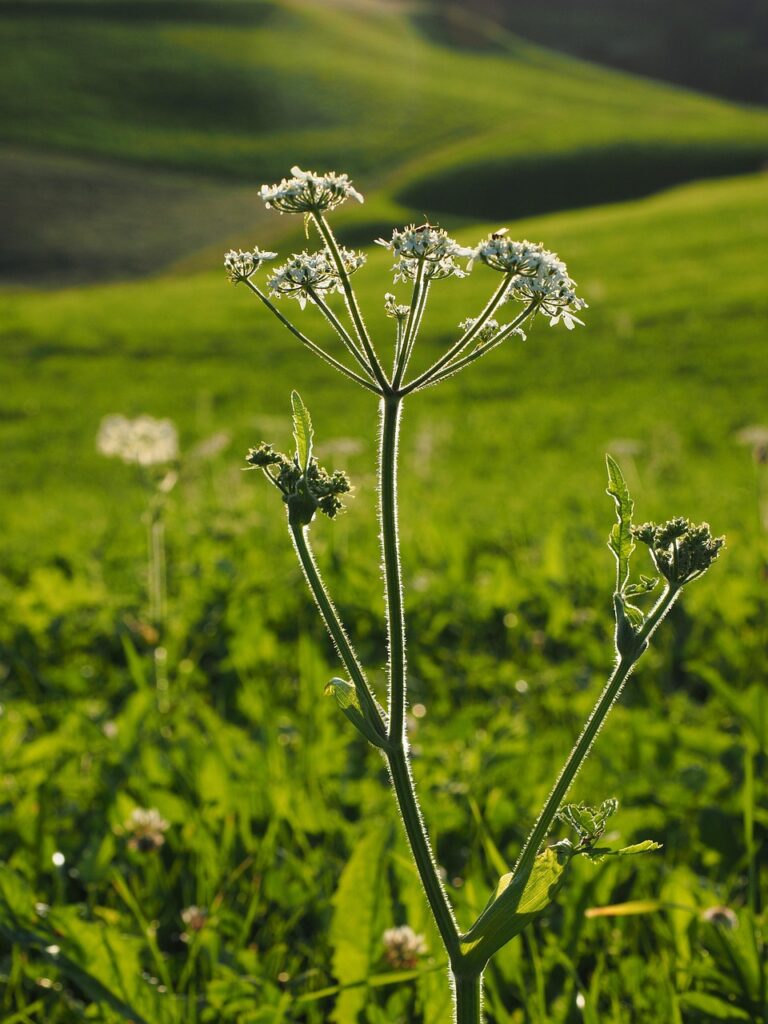 meadow chervil, chervil, plant, blossom, flower wallpaper, bloom, flower background, flower, white, meadow plant, pointed flower, beautiful flowers, wild herb, anthriscus sylvestris, anthriscus, nature, umbelliferae, apiaceae