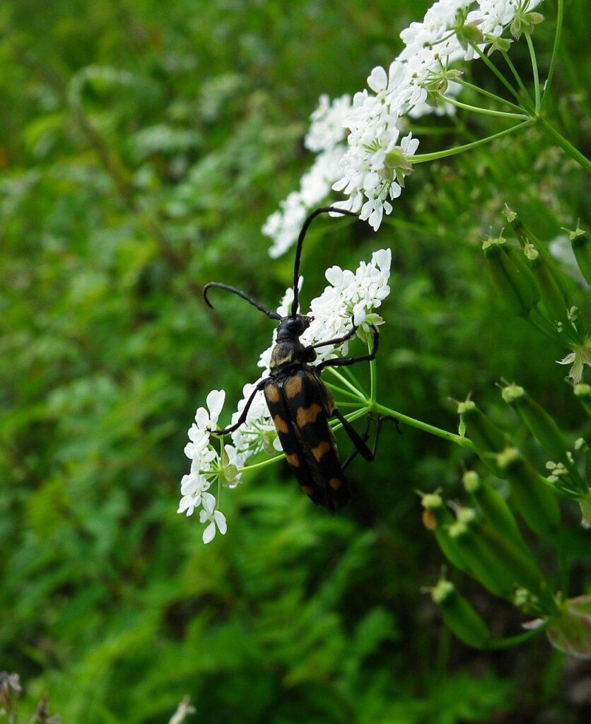 longhorn beetle, bug, beetle, insect, animal, wildlife, nature, anthriscus sylvestris, cow parsley, wild chervil, wild beaked parsley, keck, queen anne's lace, herbaceous biennial, perennial plant, apiaceae, green cow
