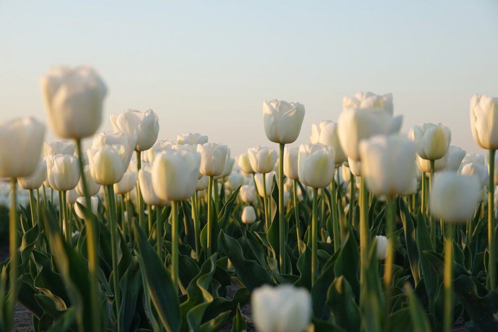 tulips, flower background, tulip field, netherlands, beautiful flowers, white, flowers, tulip bulbs, nature, flower wallpaper, bloom, flevoland