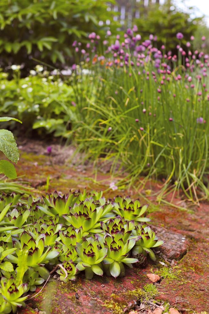allotment, flowerbed, growing, cultivation, nature, gardens, purple, netřesk, chive, of nature, summer