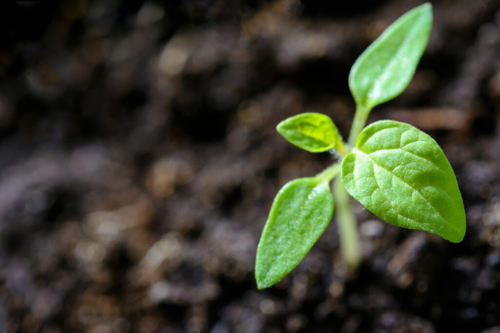 pexels-photo-1002703-1002703 Vibrant close-up of a young tomato seedling sprouting in the soil.
