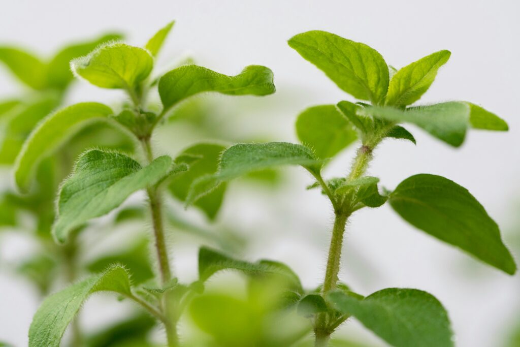 Vibrant green oregano leaves showcasing fresh herbal growth in Germany.