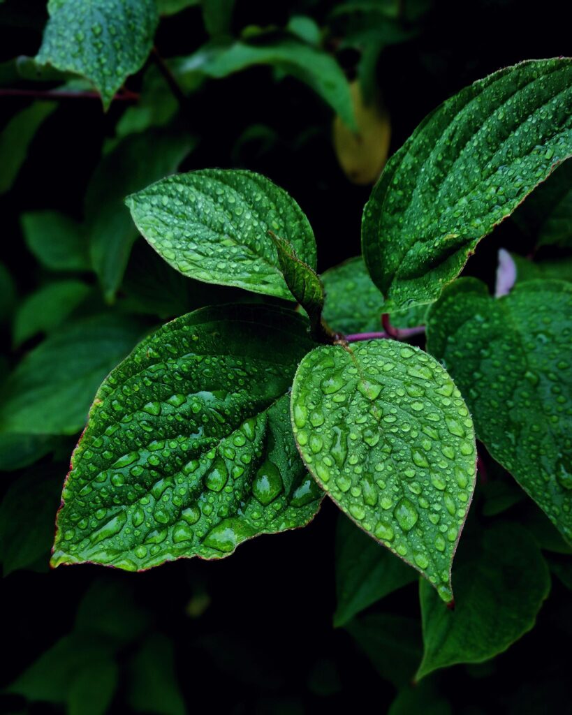 Vibrant green leaves covered in dewdrops, captured in Hol, Norway, showcasing nature's freshness. Vibrant green leaves covered in dewdrops, captured in Hol, Norway, showcasing nature's freshness.