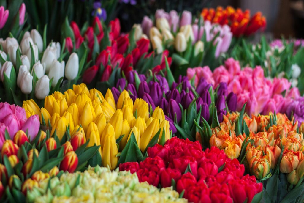 A stunning selection of multicolored tulips in full bloom, showcasing nature's beauty.