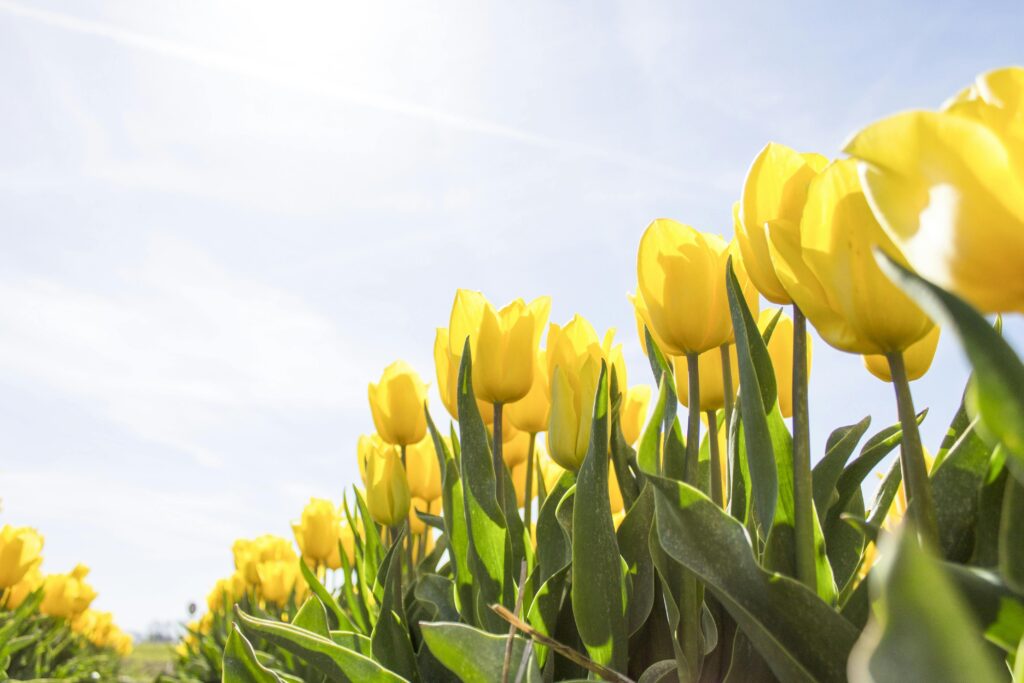 tulips-netherlands-flowers-bloom-159406-159406 A stunning field of yellow tulips illuminated by sunlight against a clear sky.