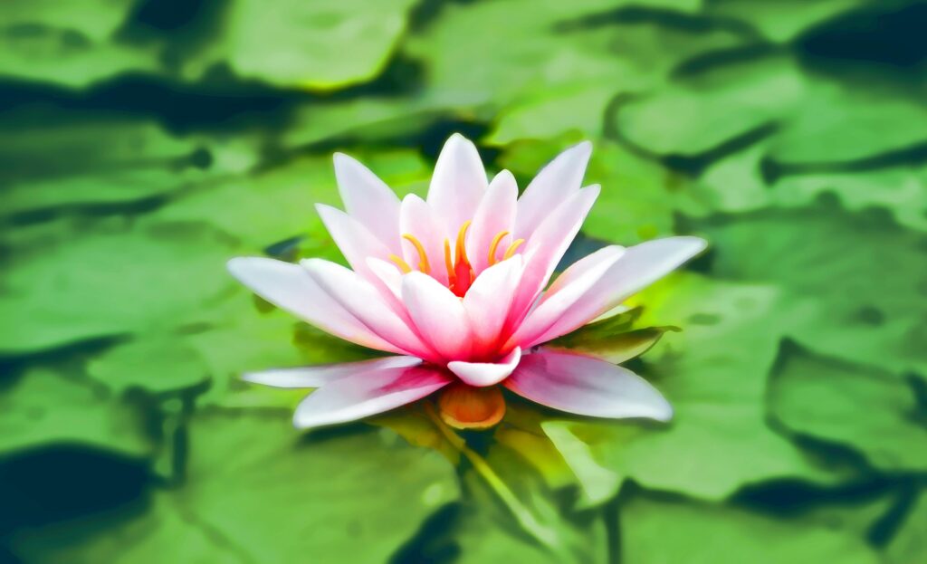 Vibrant pink water lily blooming gracefully on a lush green pond.